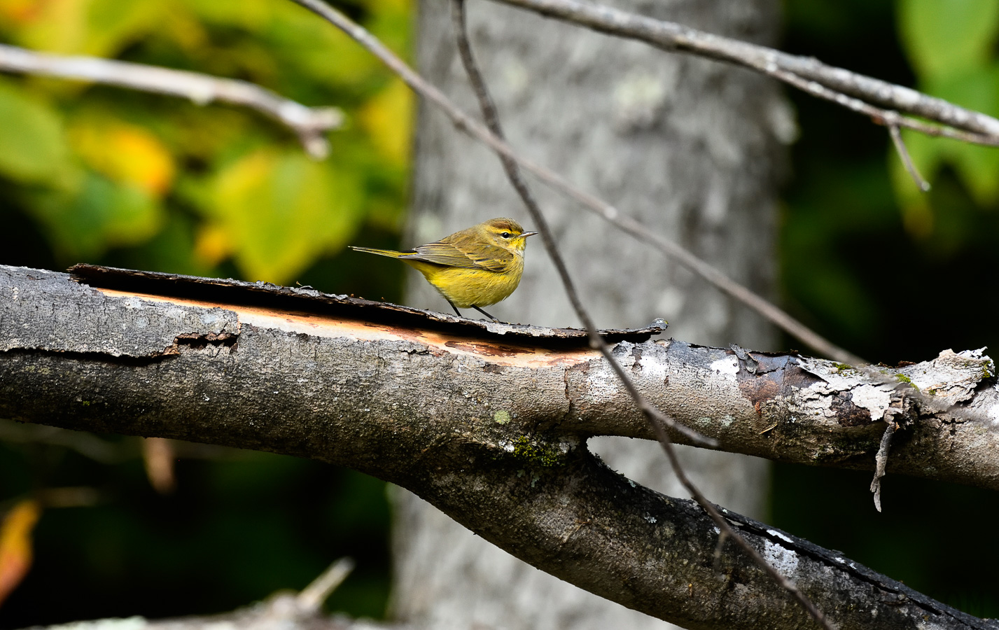 Setophaga palmarum hypochrysea [400 mm, 1/400 sec at f / 7.1, ISO 1600]